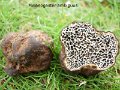 Melanogaster ambiguus-amf2083